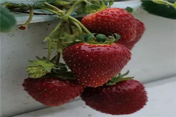 草莓苗